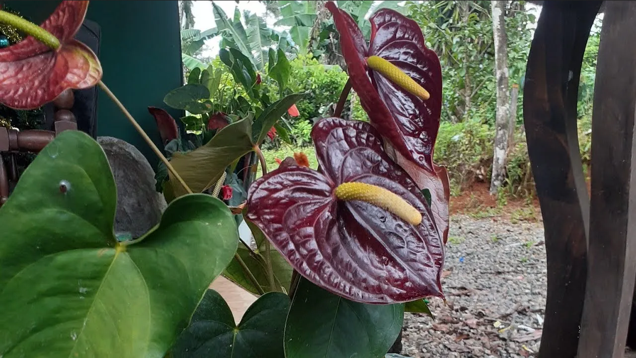 Aplica estos trucos de jardinería para trasplantar tu anturio chocolate en otoño