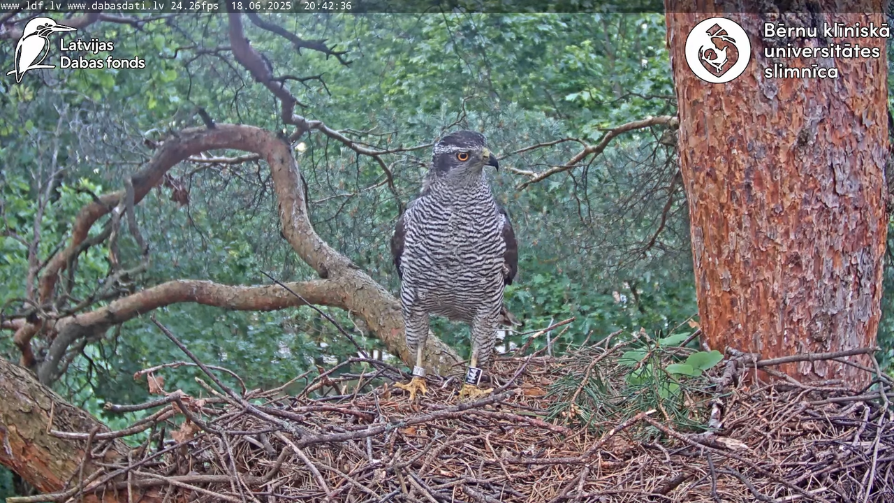 Vistu vanags (Accipiter gentilis) BKUS teritorijā – 2. ligzda 12-58-51 screenshot