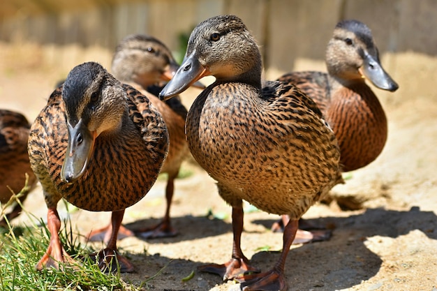 female mallard duck