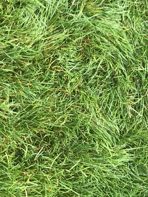 Fungus, FAS and Lime Lawn Care Forum