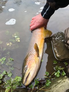 Genegantslet 21 inch brown 12_16_23 pic 1