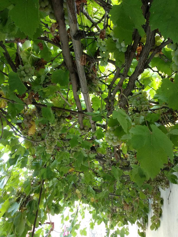 IMG-20190607-181851.jpg