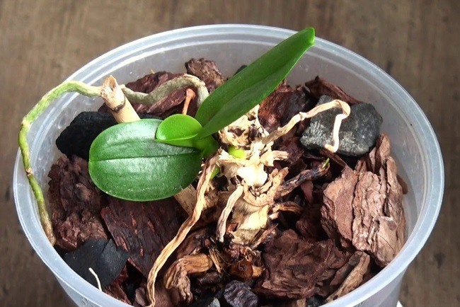 Срочные меры спасения засохшей орхидеи рекомендации экспертов