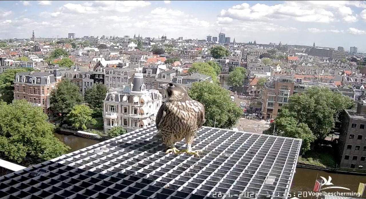 Amsterdam/Rijksmuseum screenshots © Beleef de Lente/Vogelbescherming Nederland - Pagina 33 Video-2022-06-28-113827-Moment