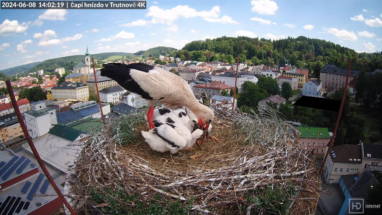 Tiešraidē no stārķa ligzdas uz alus darītavas skursteņa Trutnovā 11-30-27 screenshot