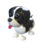 Black Springer Spaniel