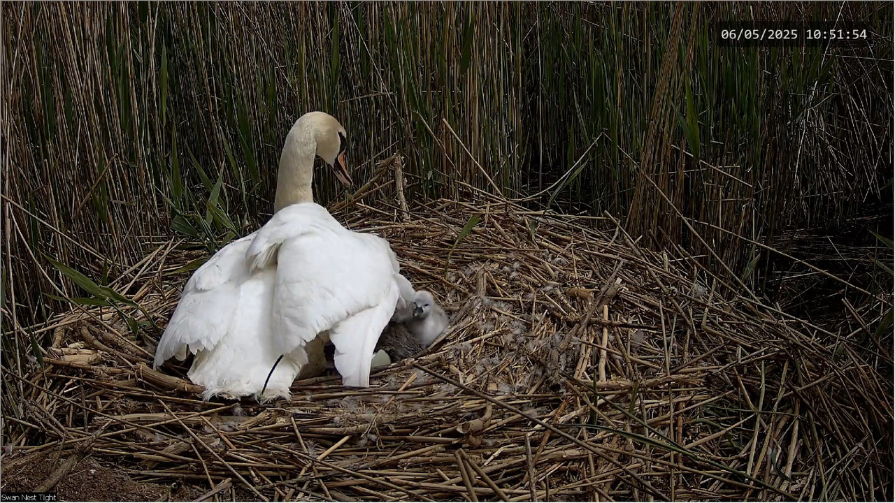 🔴 TIEŠRAIDES Gulbju ligzda 🦢 _ Putnu kameras _ Roberts E. Fullers 13-1-36 screenshot