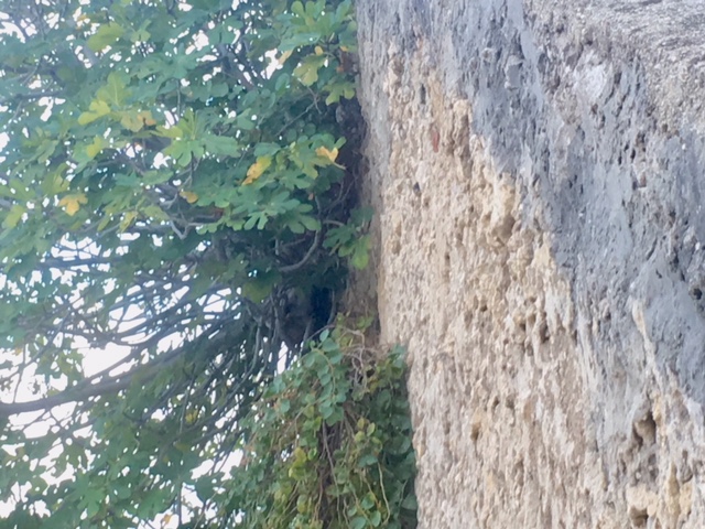 87FEAF46-35DE-403A-9EA0-90871DAFEFDD