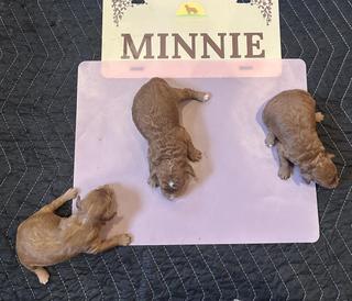 minnie females