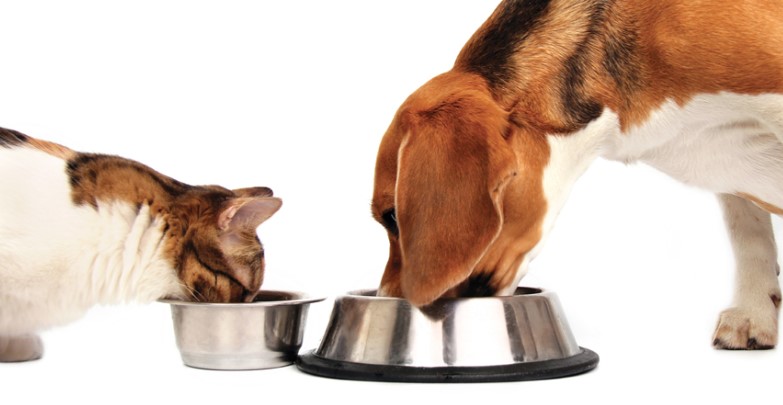 Путеводитель по сухим кормам для кошек и собак