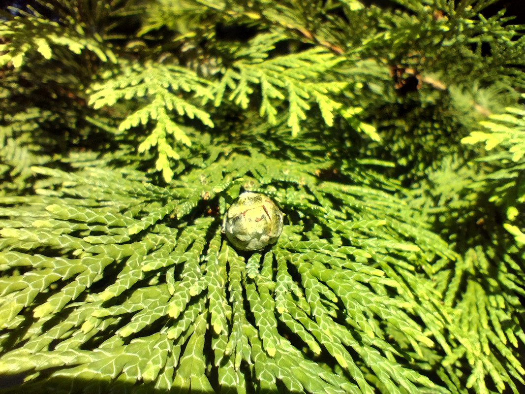 IMG_20220722_075114397_HDR