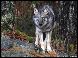 young-wolf-by-azurehowlshilach-dbzg40a-250t.jpg