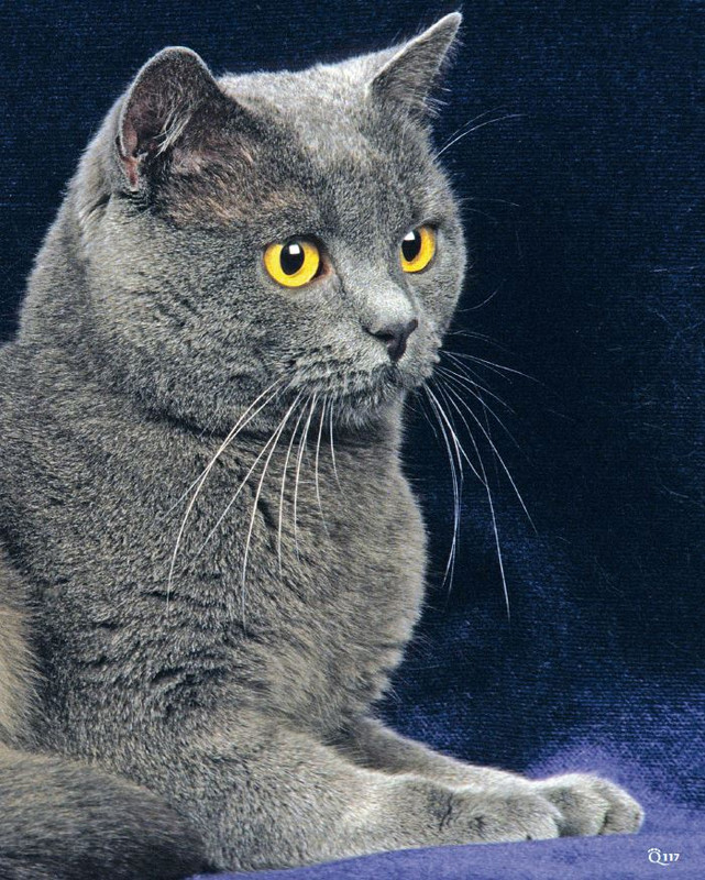 QuattroZampe Ott 2023 (10)