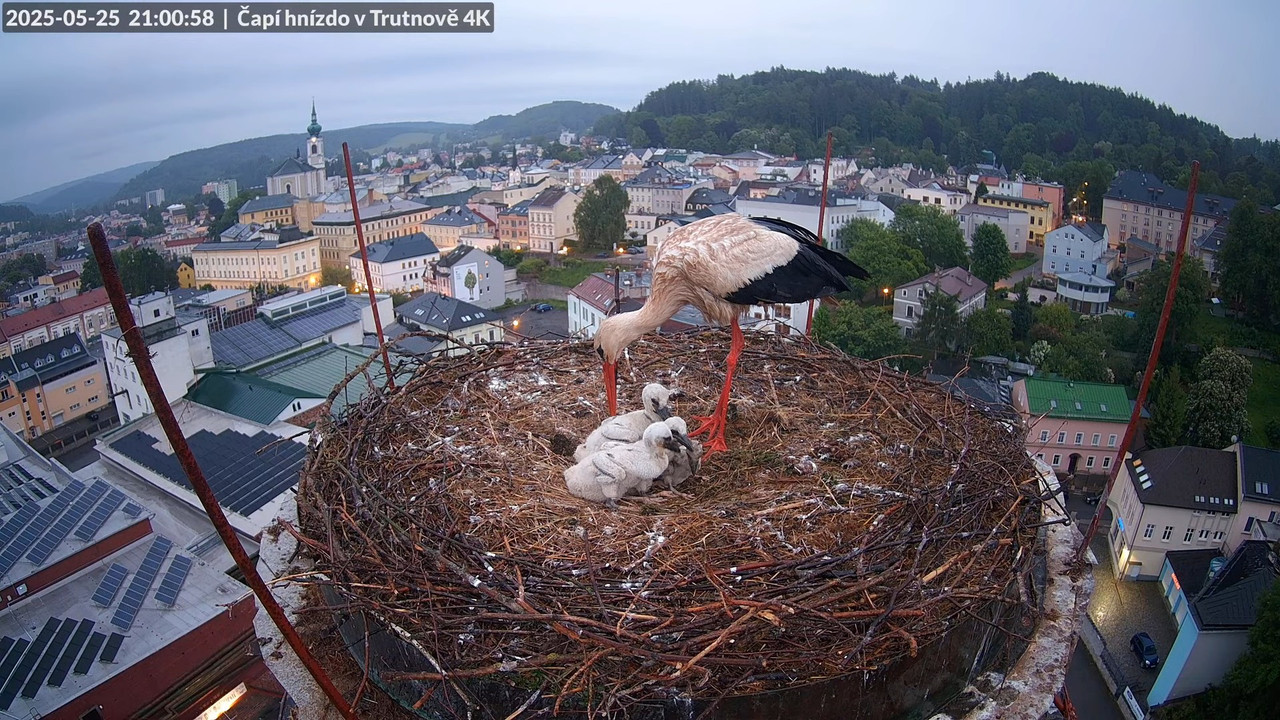Tiešraide no stārķa ligzdas uz alus darītavas skursteņa Trutnovā 17-44-18 screenshot