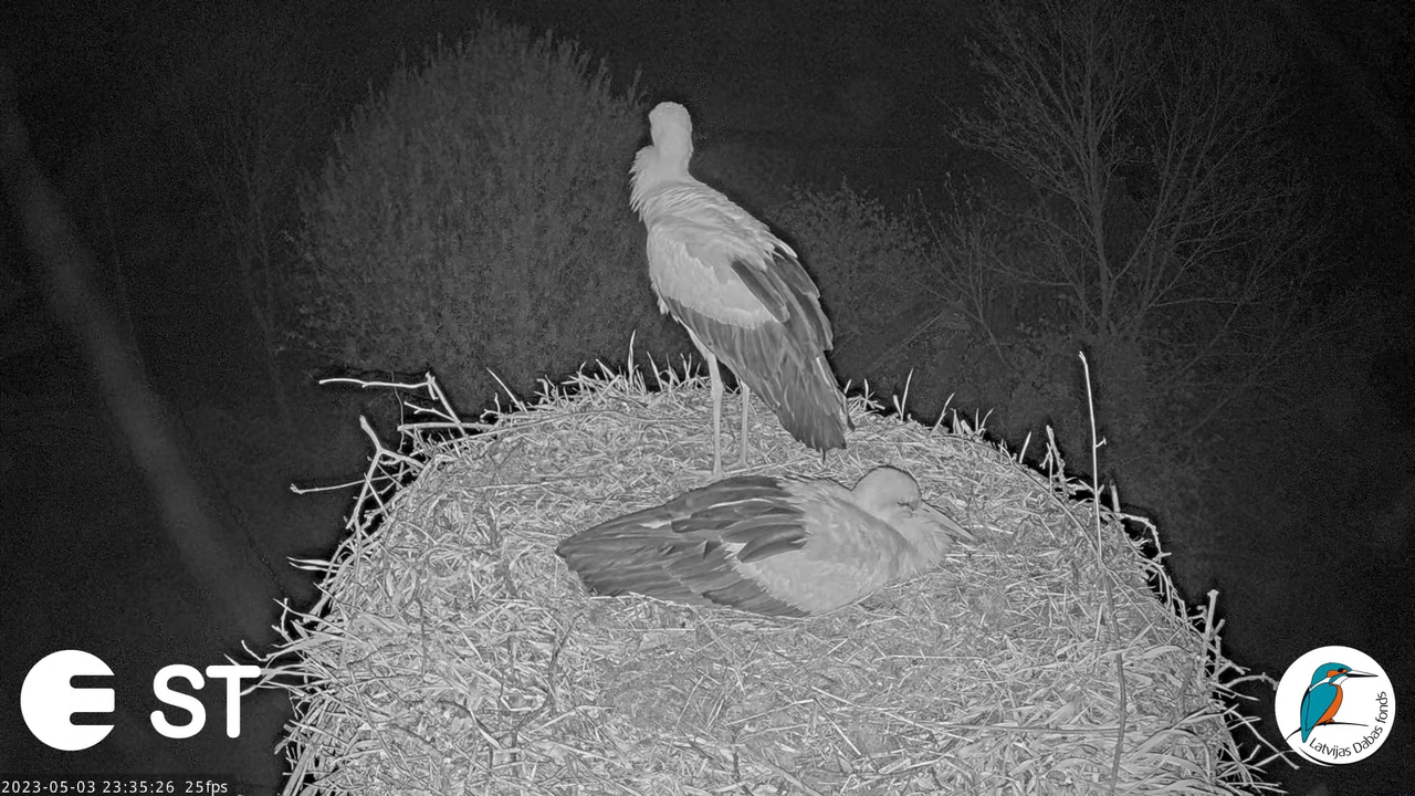 Baltie stārķi (Ciconia ciconia) Tukuma novadā - LDF tiešraide __ White storks in Tukums, Latvia 15-4