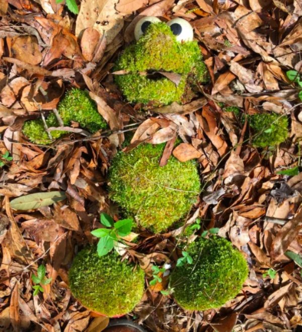 Nature-5