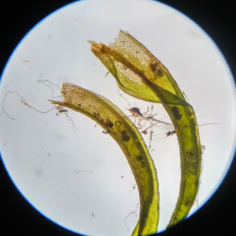 IMG 20250617 122952 HDR