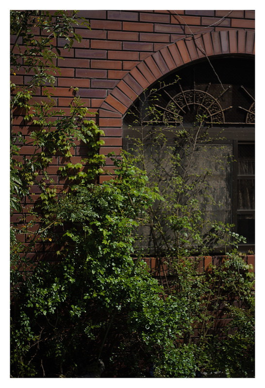 Wall with plants