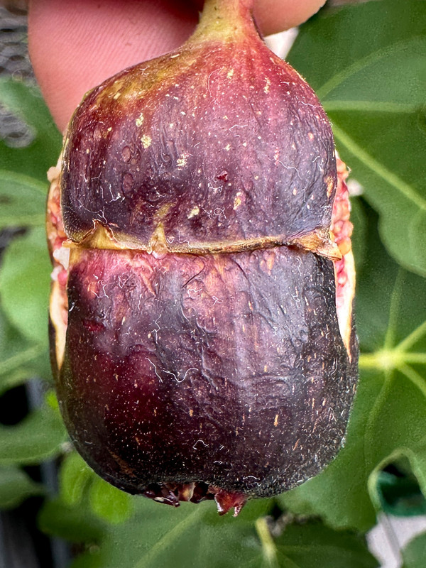 pepper-2.jpg
