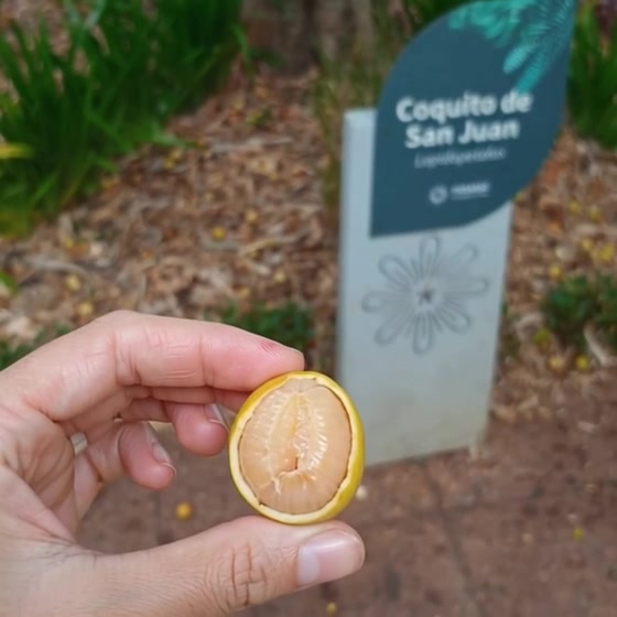 ELegida Video reconstruido Foco cuadro 003 01 00s