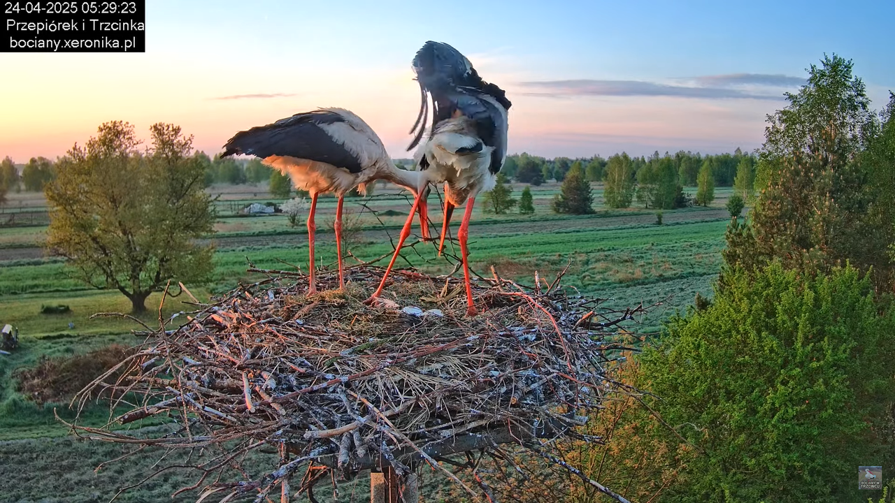 24042025bociany2