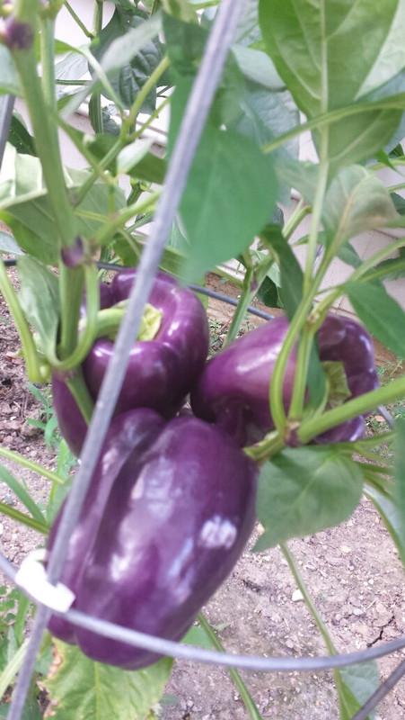 20160708_180223_resized