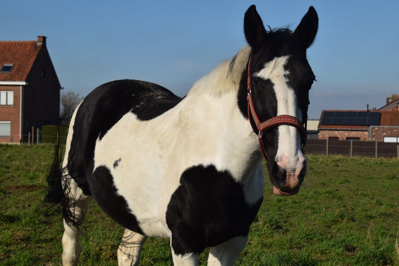 Afbeelding