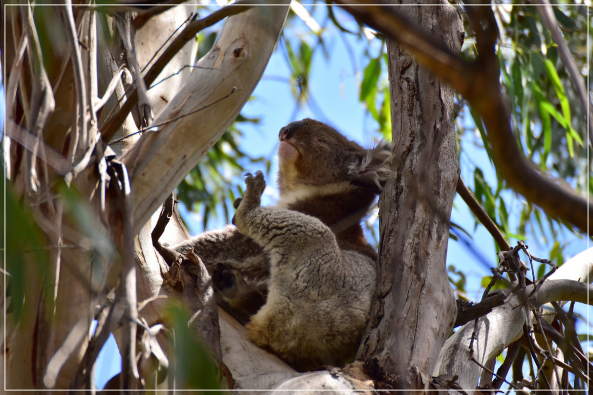 Great Ocean Road - Australia (I): toma de contacto (15)