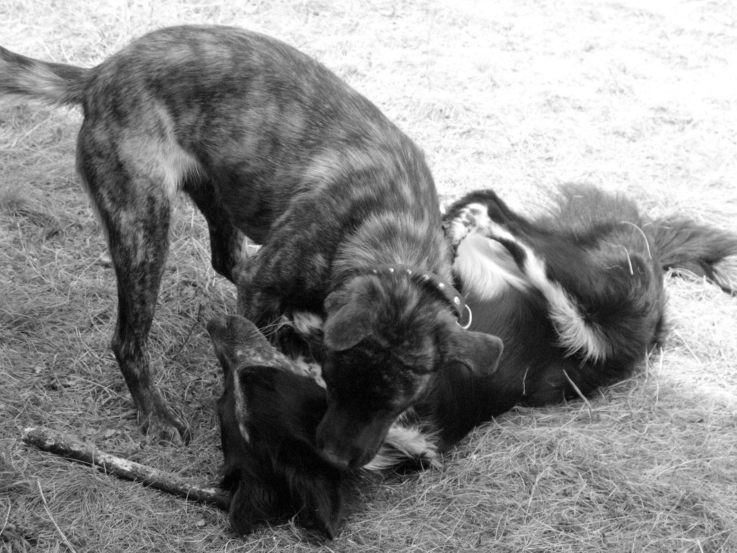 ADP System - Zelezniza 2009 (49)