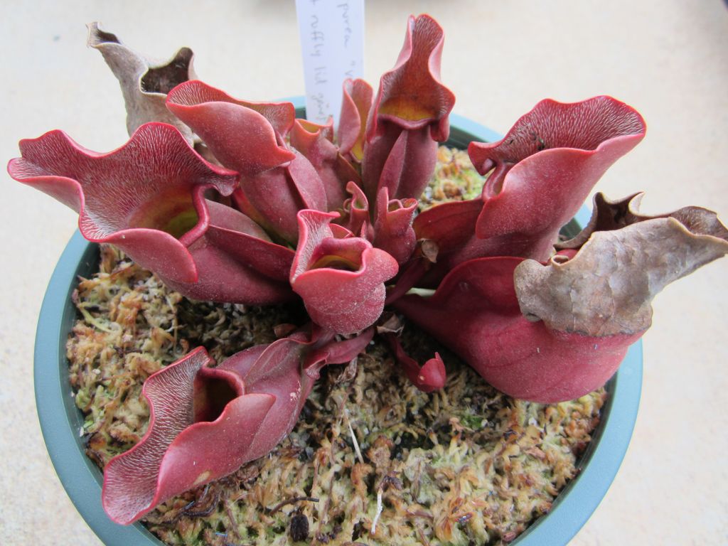 Sarracenia purpurea "Veinless" - winter