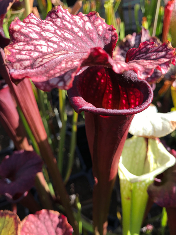 7B0A8BDB-9F58-4FC1-A2F5-F6EF60B885AB