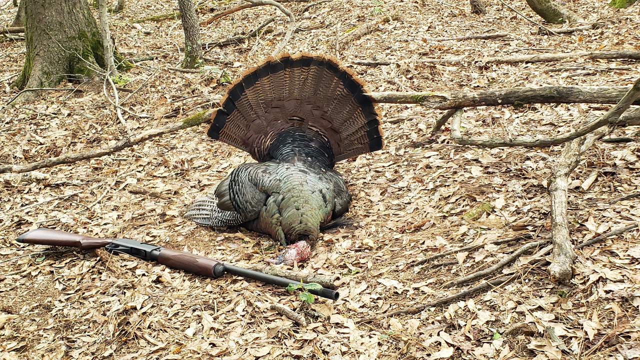 April 23 2022 gobbler