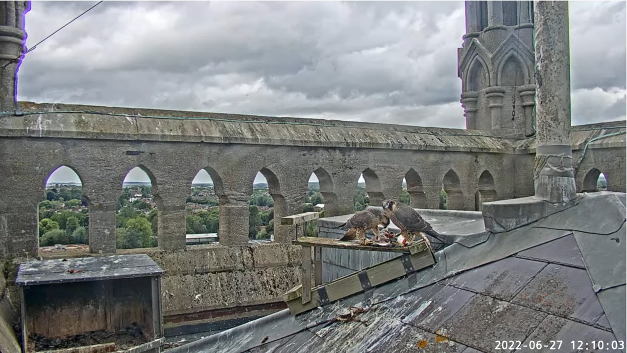 Andover Peregrines. - Pagina 6 2022-06-27-135107