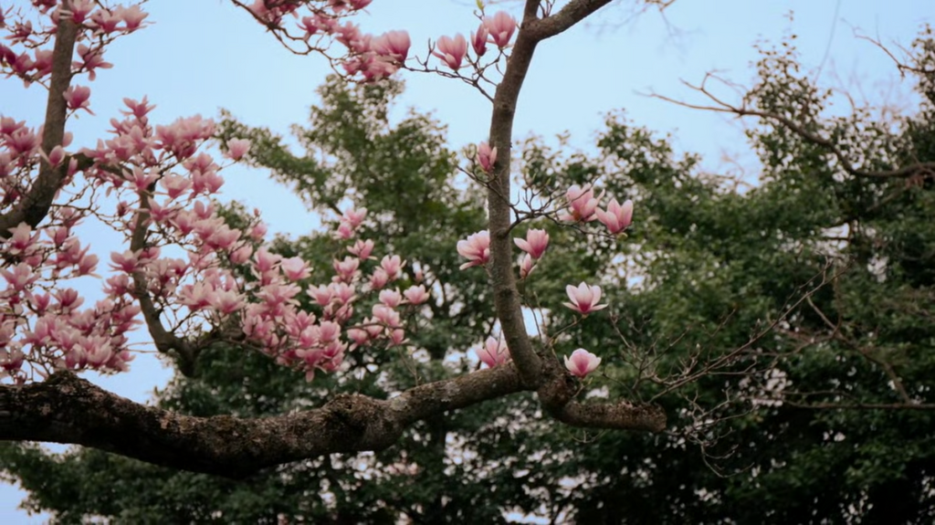 [Image: oe3bj0ill7b0.png]