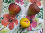 Obrázek