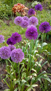 Декоративен лук - Алиум / Allium sp. - Page 22 - Форум HobbyKafe.com