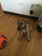 Rocco the Rhodesian Ridgeback 15
