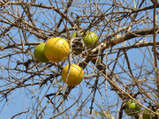 1024px-Strychnos-spinosa-fruits-in-situ.