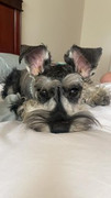Lola-Storger