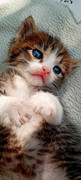 https://i.postimg.cc/BX9t1XPq/20240704-165244-resized.jpg
