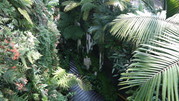 Cloud Forest 39