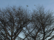 65.9.welcoming winter IX