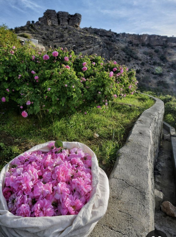 Screenshot_20240331_205044_Pinterest