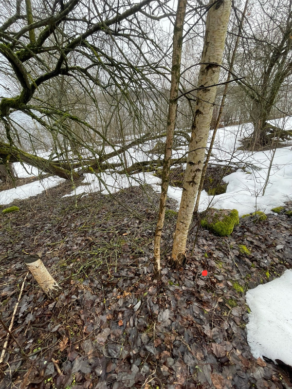 IMG 7795