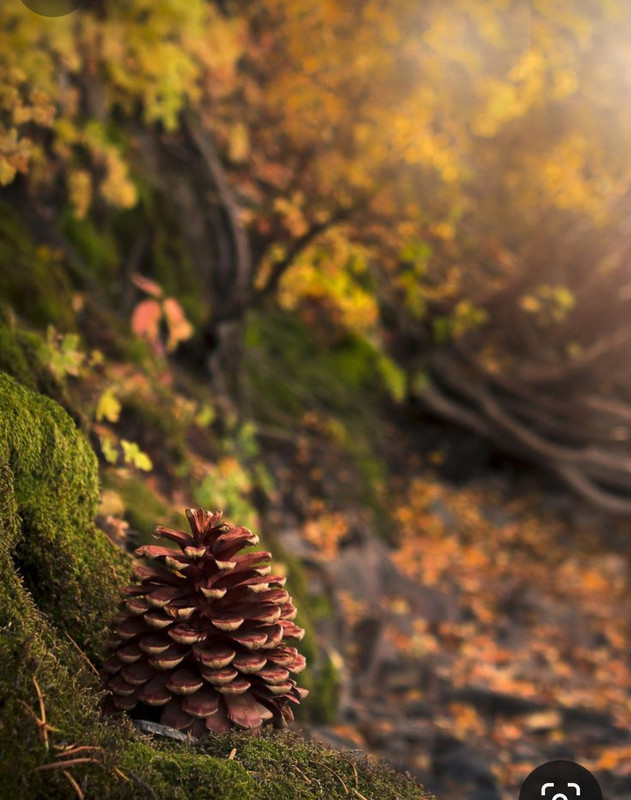 Screenshot_20231222_180011_Pinterest