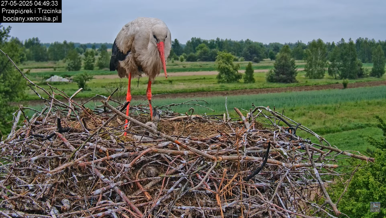 27052025bociany7