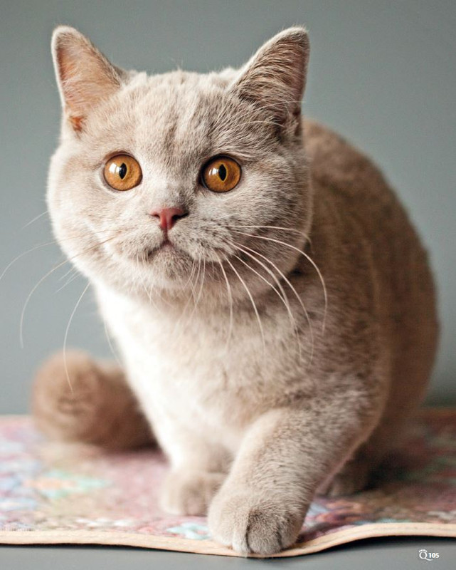 QuattroZampe Lug 2024 (8)