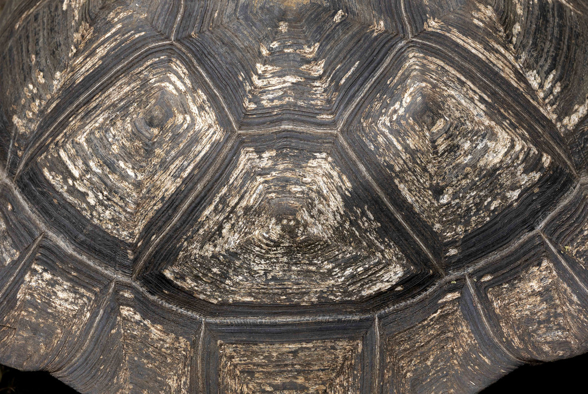 120A5015 Tortuga Shell