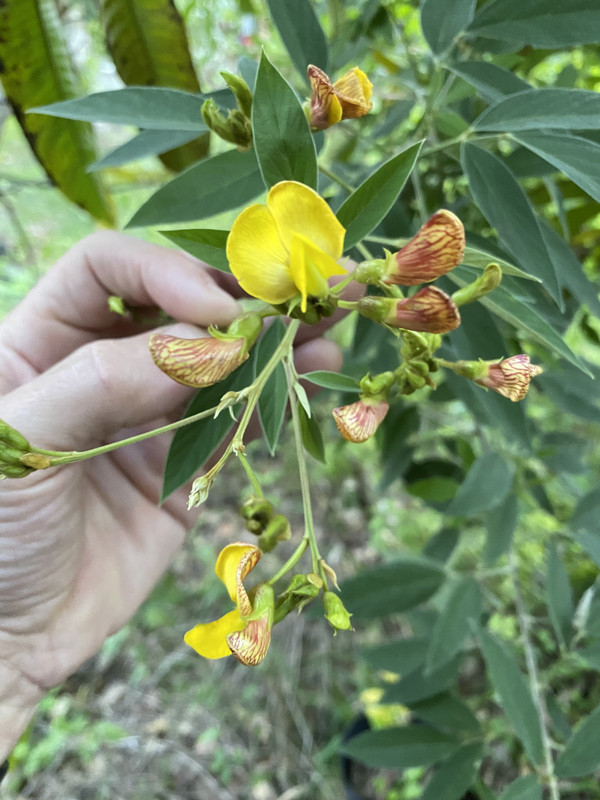 pigeonpea12021
