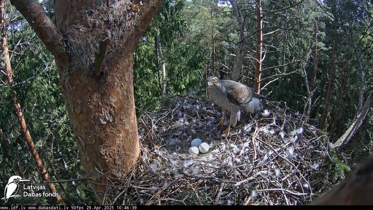 Vistu vanags (Accipiter gentilis) Zemgalē 11-20-35 screenshot
